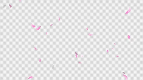 Loop Flying Sakura on Transparent Background. Blossom. Cherry. Alpha Channel Stock Footage 277773738