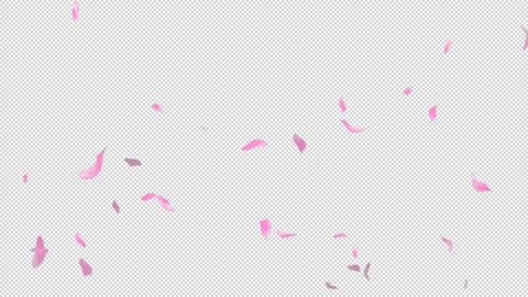Loop Flying Sakura on Transparent Background. Blossom. Cherry. Alpha Channel Stock Footage 277773789