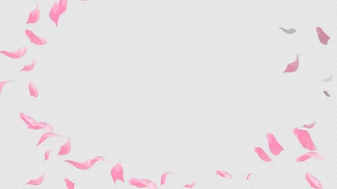 Loop Flying Sakura on Transparent Background. Blossom. Cherry. Alpha Channel Stock Footage 277793382