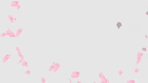 Loop Flying Sakura on Transparent Background. Blossom. Cherry. Alpha Channel Stock Footage 277795345