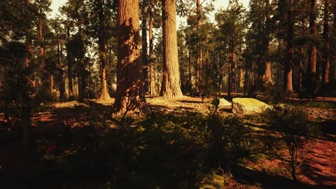 Loop Giant Sequoia Trees at summertime in Sequoia National Park, California Stock Footage 143290935