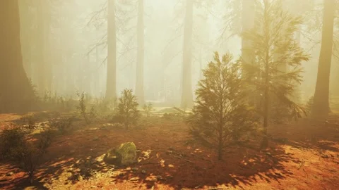 Loop Giant Sequoia Trees at summertime in Sequoia National Park, California Stock Footage 171332344