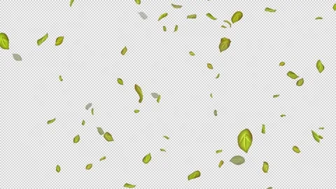  Loop Green falling leaves on alpha channel. Transparent Background. Matte Stock Footage 277773857
