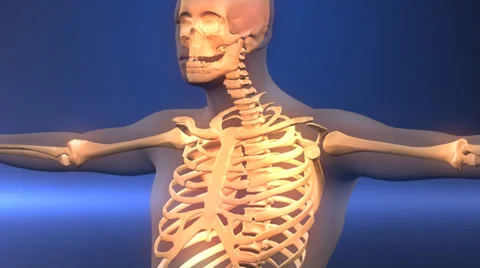 Loop Human x-ray scan Video stock 33850886