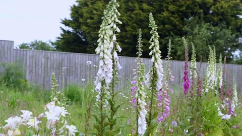 Loop ins and meadow in English garden with wooden fence Video stock 197129642