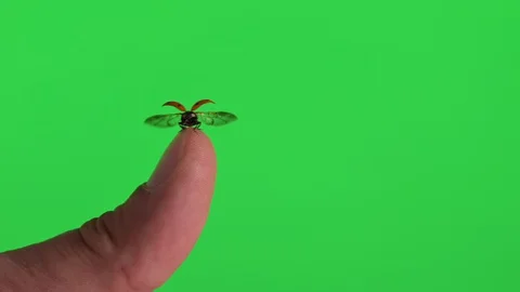 Loop ladybug taking off from the thumb of a hand on green screen background Stock Footage 129572733