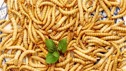 Loop of mealworms rotating on dish Stock Footage 71383257