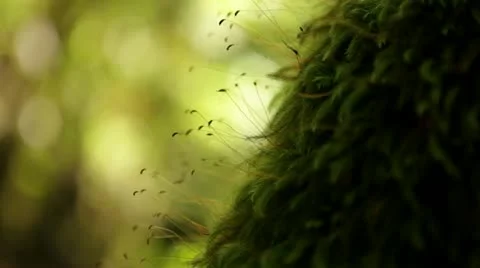 Loop: Moss with spores on tree close-up Stock Footage 21830464