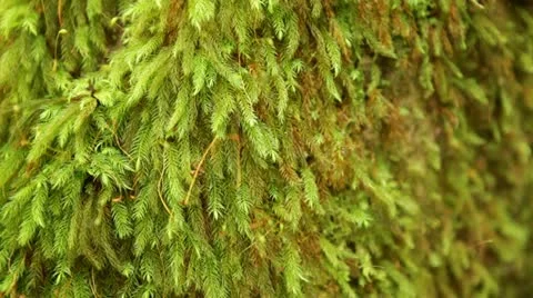 Loop: Moss on tree close-up Stock Footage 21830126