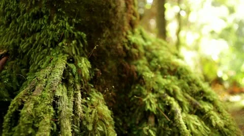 Loop: Moss on tree roots Stock Footage 21831024