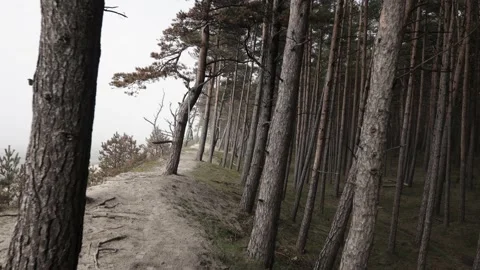 Loop neck from rold ope in forest Stock Footage 155965346