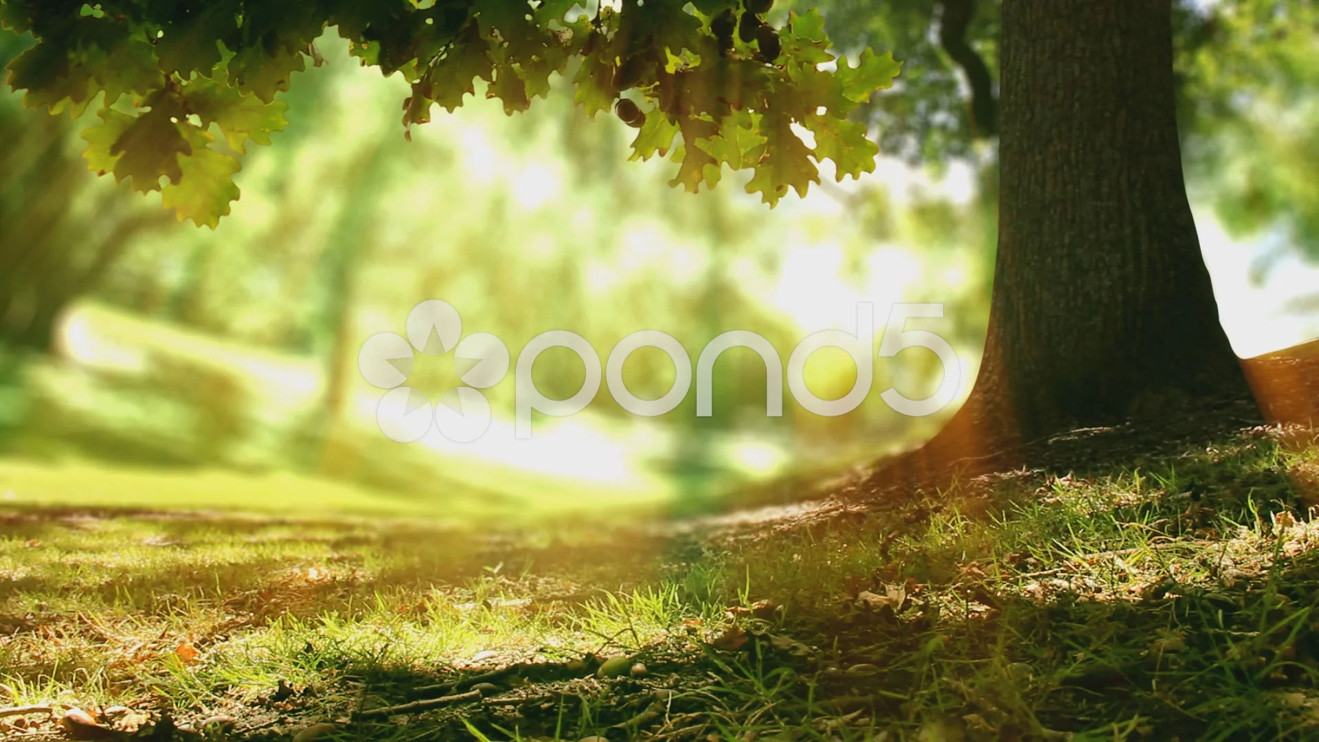 Loop of Oak tree nature background. Sunl... | Stock Video | Pond5