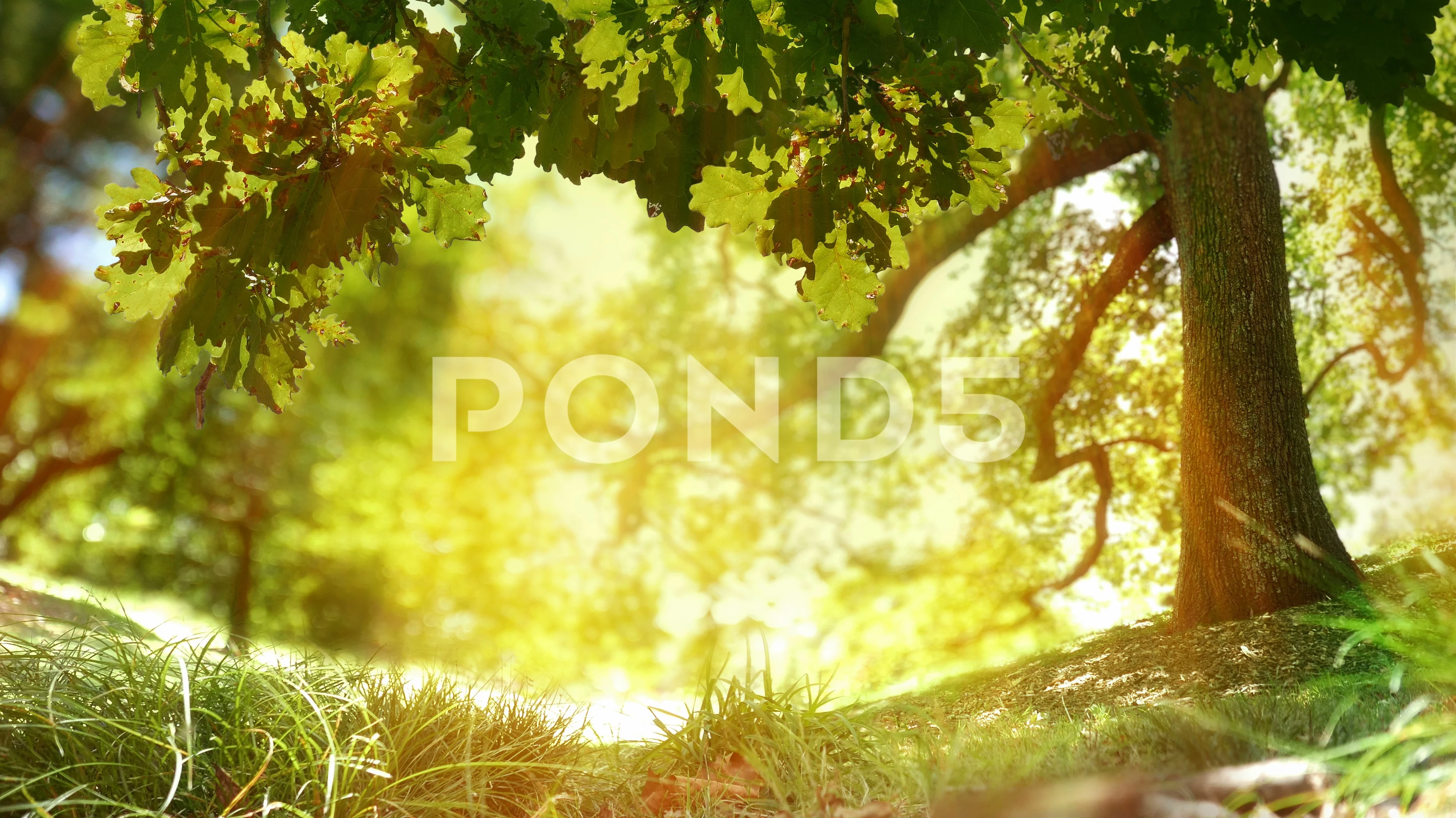 Loop of Oak tree nature background. Gold... | Stock Video | Pond5
