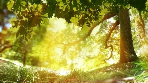 Loop of Oak tree nature background. Gold... | Stock Video | Pond5