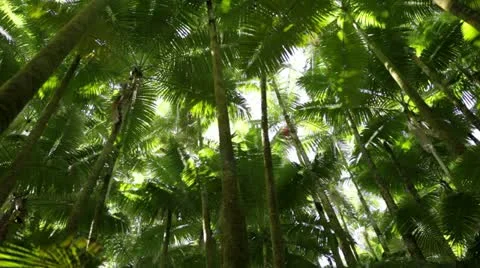 Loop: Palm Forest Treetops - low angle Stock Footage 21830616