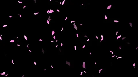 Loop Pink Petals Falling, Black Background, white Background, blue Background Stock Footage 277774655