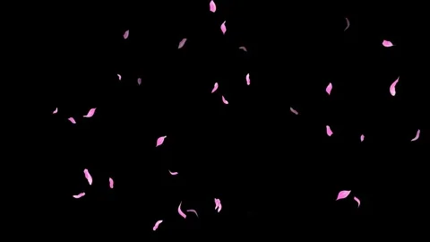 Loop Pink Petals Falling, Black Background, white Background, blue Background Stock Footage 277774668