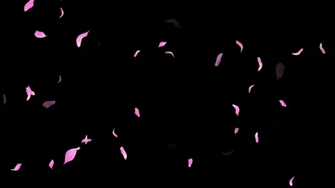 Loop Pink Petals Falling, Black Background, white Background, blue Background Stock Footage 277774678
