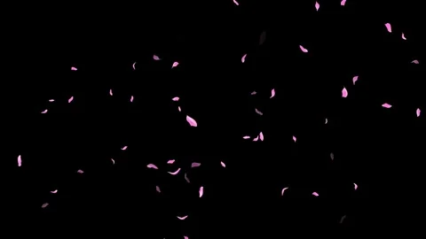 Loop Pink Petals Falling, Black Background, white Background, blue Background Stock Footage 277774705
