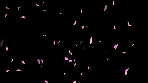 Loop Pink Petals Falling, Black Background, white Background, blue Background Stock Footage 277774725