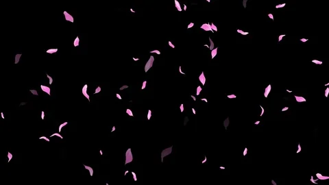 Loop Pink Petals Falling, Black Background, white Background, blue Background Stock Footage 277774995