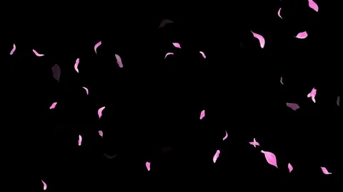 Loop Pink Petals Falling, Black Background, white Background, blue Background Stock Footage 277775018
