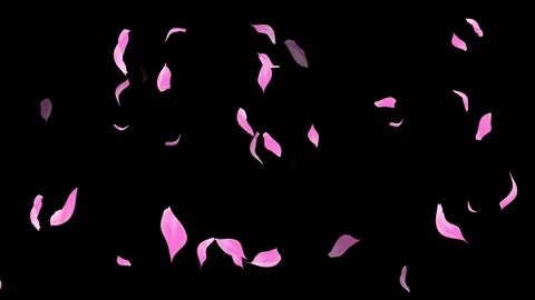 Loop Pink Petals Falling, Black Background, white Background, blue Background Stock Footage 277775033