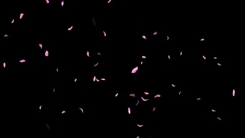 Loop Pink Petals Falling, Black Background, white Background, blue Background Stock Footage 277775043