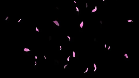 Loop Pink Petals Falling, Black Background, white Background, blue Background Stock Footage 277775558