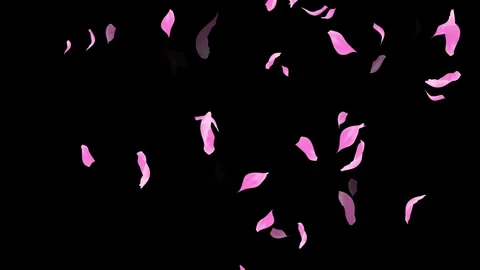Loop Pink Petals Falling, Black Background, white Background, blue Background Stock Footage 277775569