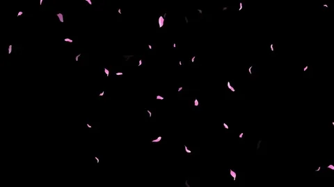 Loop Pink Petals Falling, Black Background, white Background, blue Background Stock Footage 277775580