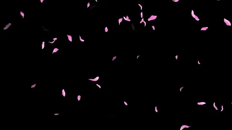 Loop Pink Petals Falling, Black Background, white Background, blue Background Stock Footage 277775596