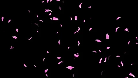Loop Pink Petals Falling, Black Background, white Background, blue Background Stock Footage 277775625