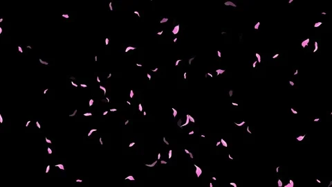 Loop Pink Petals Falling, Black Background, white Background, blue Background Stock Footage 277775673