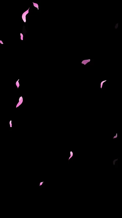 Loop Pink Petals Falling, Black Background, white Background, blue Background Stock Footage 277775792