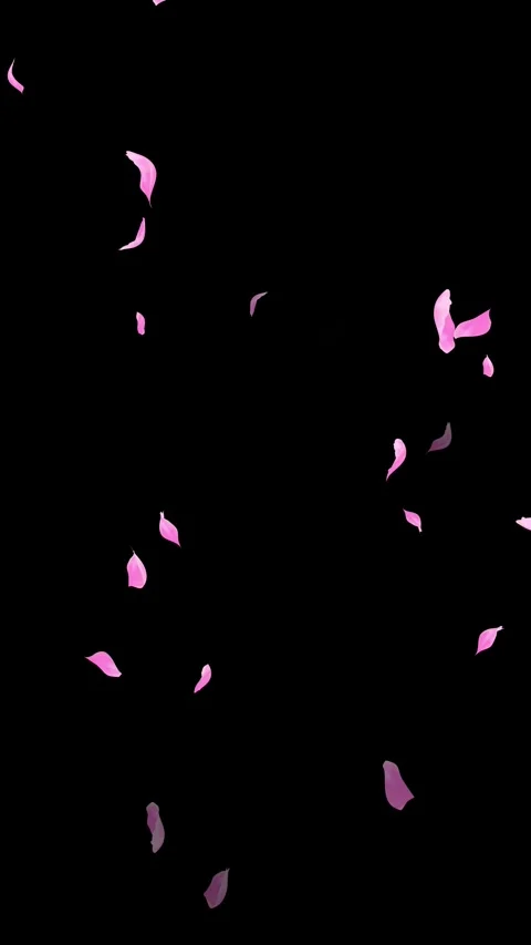 Loop Pink Petals Falling, Black Background, white Background, blue Background Stock Footage 277775799