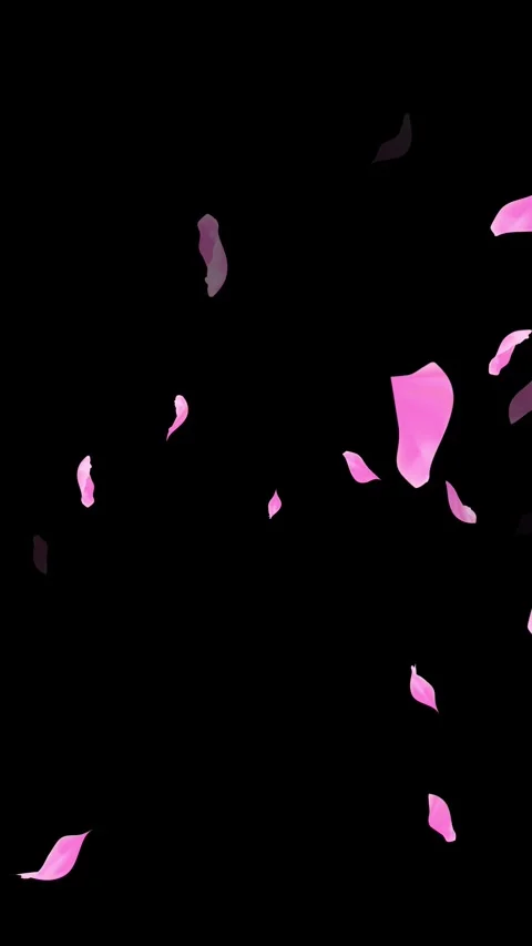 Loop Pink Petals Falling, Black Background, white Background, blue Background Stock Footage 277775807