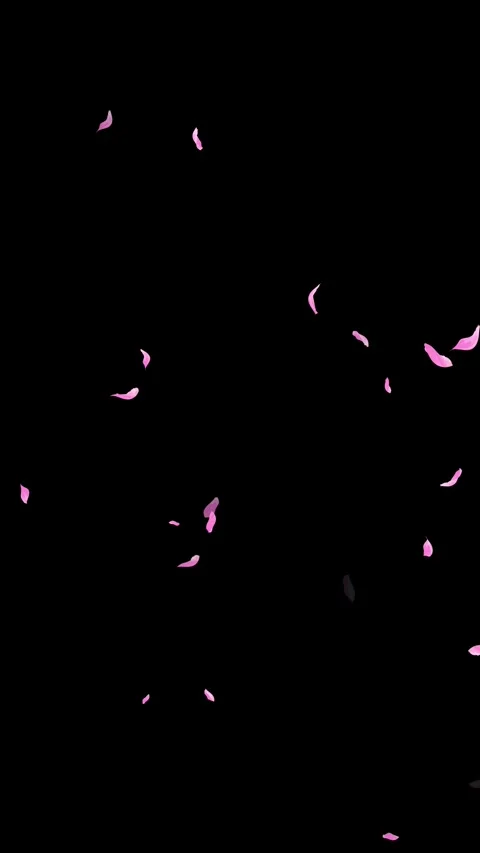 Loop Pink Petals Falling, Black Background, white Background, blue Background Stock Footage 277775812