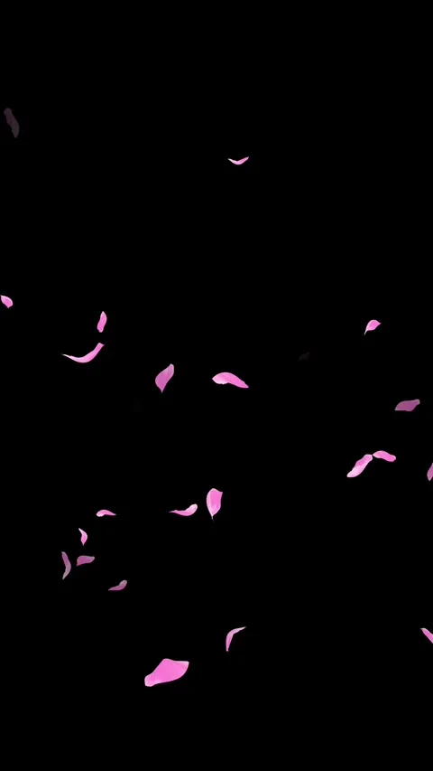 Loop Pink Petals Falling, Black Background, white Background, blue Background Stock Footage 277775821