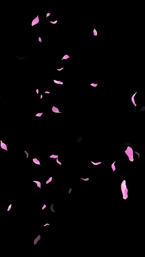 Loop Pink Petals Falling, Black Background, white Background, blue Background Stock Footage 277775863