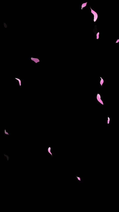 Loop Pink Petals Falling, Black Background, white Background, blue Background Stock Footage 277776016