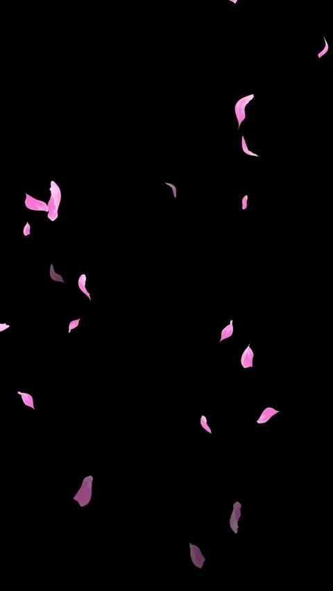 Loop Pink Petals Falling, Black Background, white Background, blue Background Stock Footage 277776022