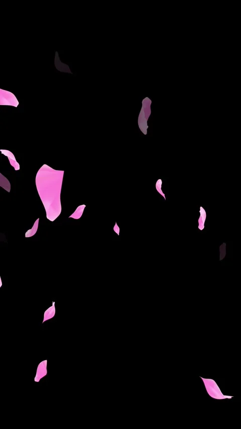 Loop Pink Petals Falling, Black Background, white Background, blue Background Stock Footage 277776027