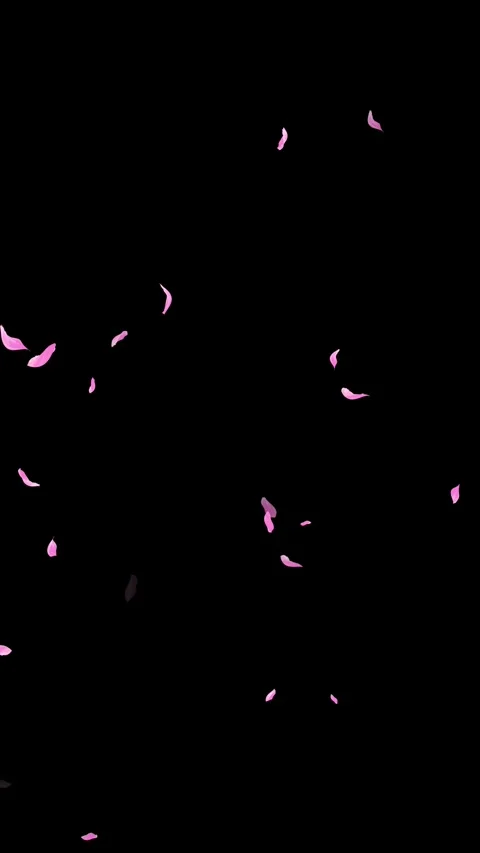 Loop Pink Petals Falling, Black Background, white Background, blue Background Stock Footage 277776035