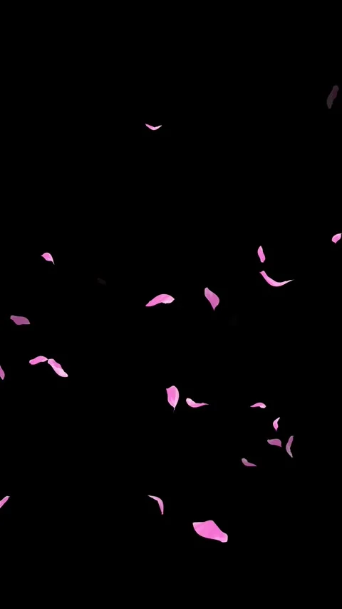 Loop Pink Petals Falling, Black Background, white Background, blue Background 스톡 동영상 277776045