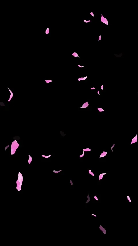 Loop Pink Petals Falling, Black Background, white Background, blue Background Stock Footage 277776071