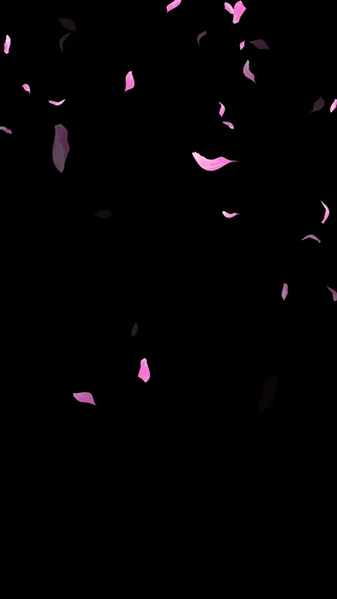 Loop Pink Petals Falling, Black Background, white Background, blue Background Stock Footage 277776281