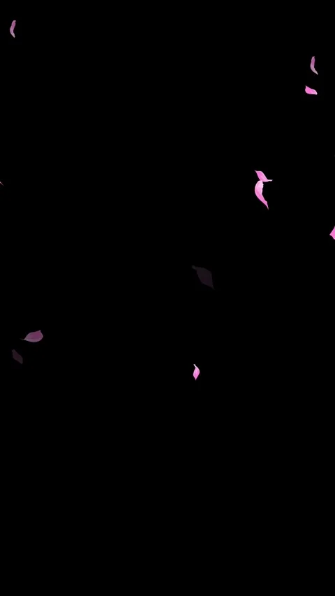 Loop Pink Petals Falling, Black Background, white Background, blue Background Stock Footage 277776305