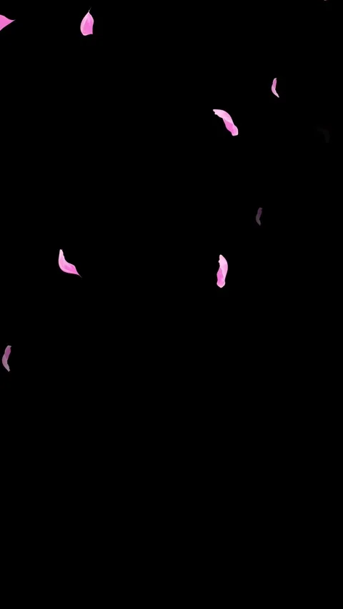 Loop Pink Petals Falling, Black Background, white Background, blue Background 스톡 동영상 277776327