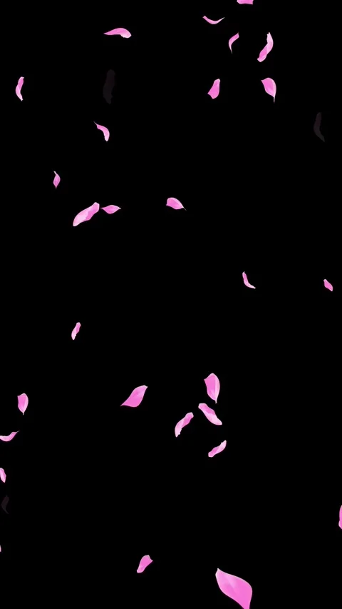 Loop Pink Petals Falling, Black Background, white Background, blue Background Stock Footage 277776348